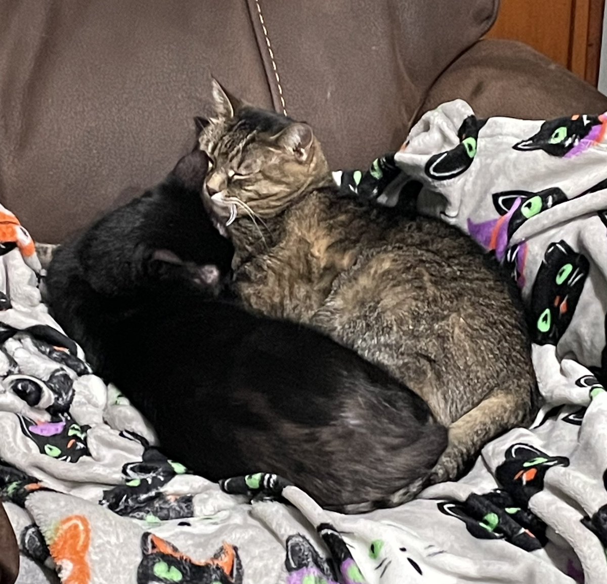 Leo loves his Aunt Lucy 😻