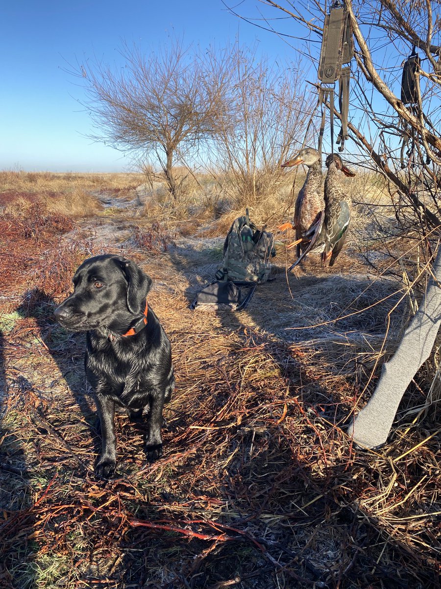 SuzieQuackers2's tweet photo. ⁦@zanepocock⁩ with the shootin and #TugBoat with the retriving combine to double on Ms Hollywood this morn! Only 3 into the Dekes this morn so were grateful for the action. #HuntingIsFamily #TugBoat #OkieDuckDog https://t.co/VHFyrUr505