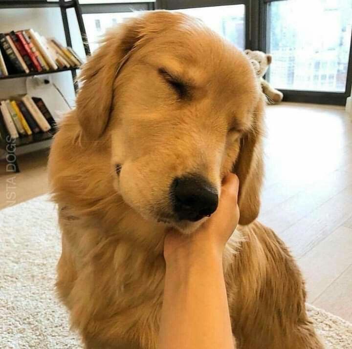 💖 (@twaniimals) on Twitter photo 