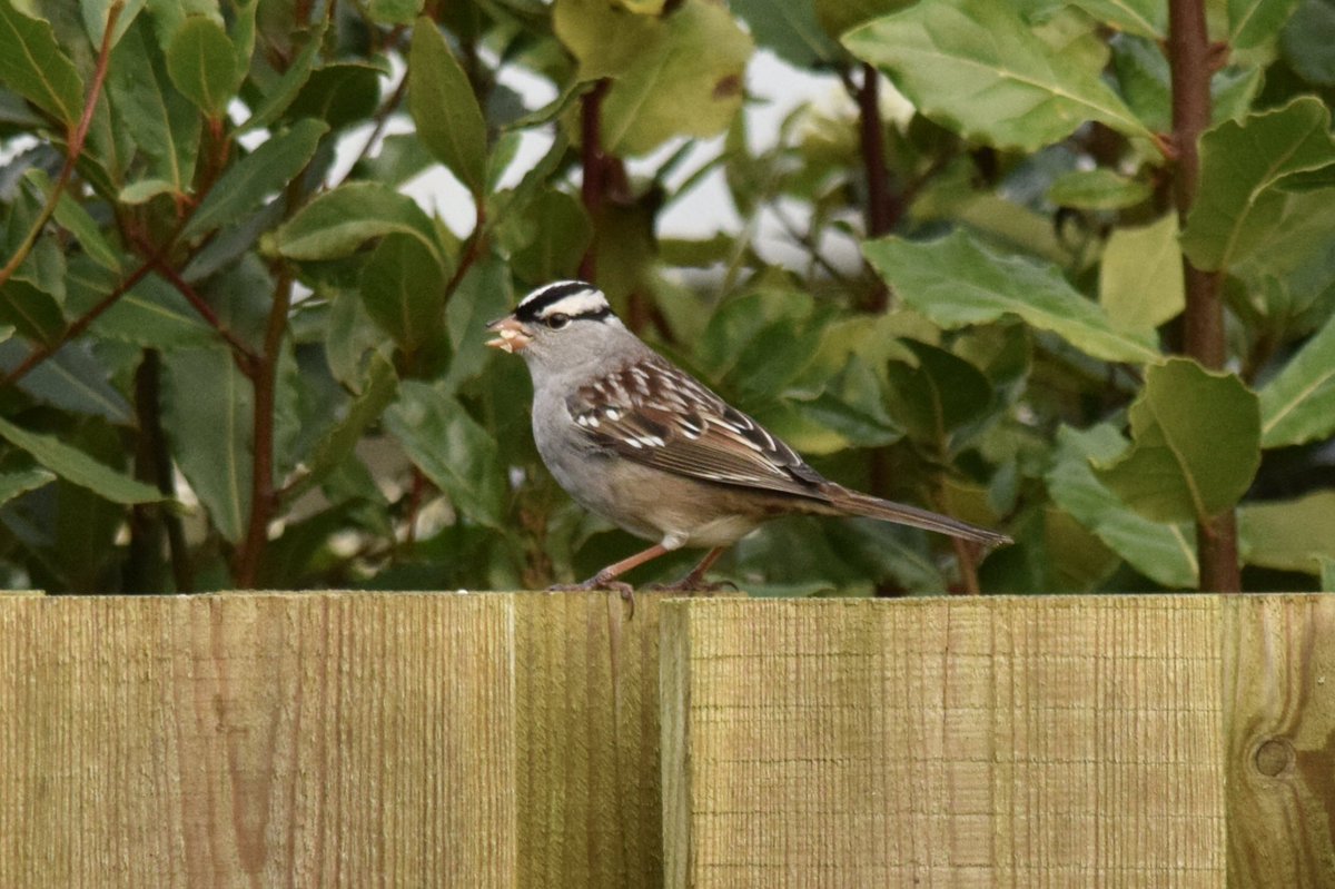 Nice surprise when on arrival to Rosudgeon, the White-Crowned Sparrow popped up right in front of us! Great to experience a cracking first for Cornwall with so many other birders. @CBWPS1