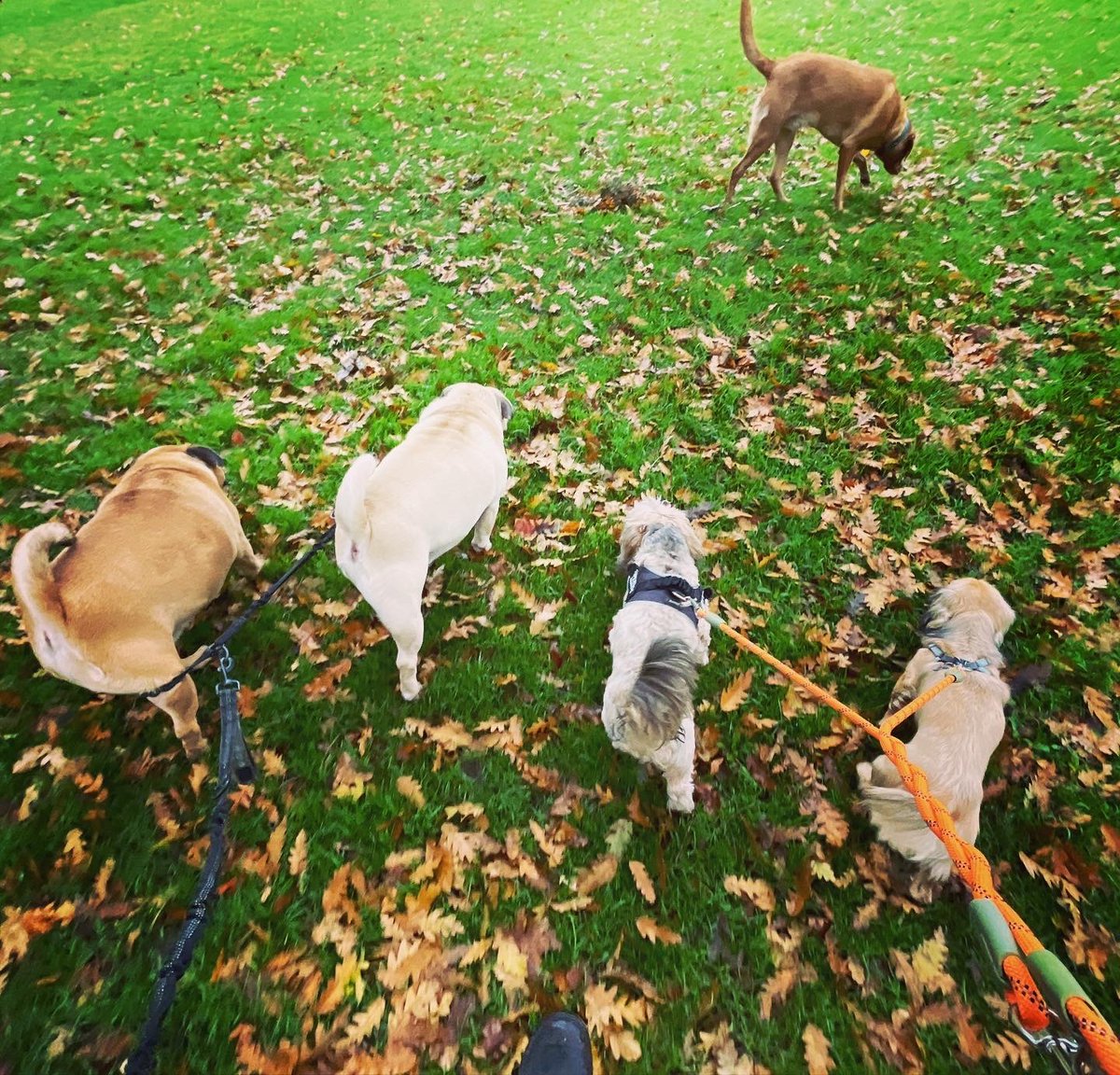 WoofPlay's tweet photo. Have been quiet on socials for a long time thanks to having a baby and moving house 👶🏻🏠 but we are still very busy behind the scenes 🐕🐩🦮🐕‍🦺 #walkies #woofplay #woofplaywirral #wirraldogs #dogswirral #wirraldogwalks #dogwalkerwirral #wirraldogwalker #wirraldogservices https://t.co/5oln5tvM8H
