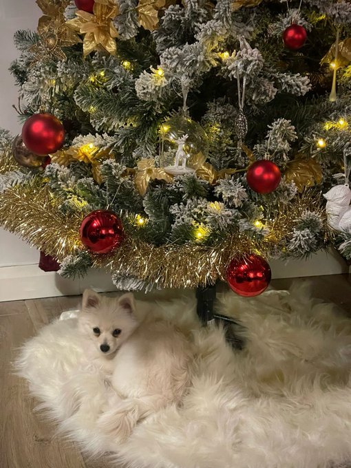 The latest member of our family, a rescue Pomeranian for my mum. Merry Christmas @lornalyonssmith &hearts;️  (Other<a href="/tag/netflix"class="tags"><span>#netflix</span></a><a href="/tag/rebelmoon"class="tags"><span>#rebelmoon</span></a>