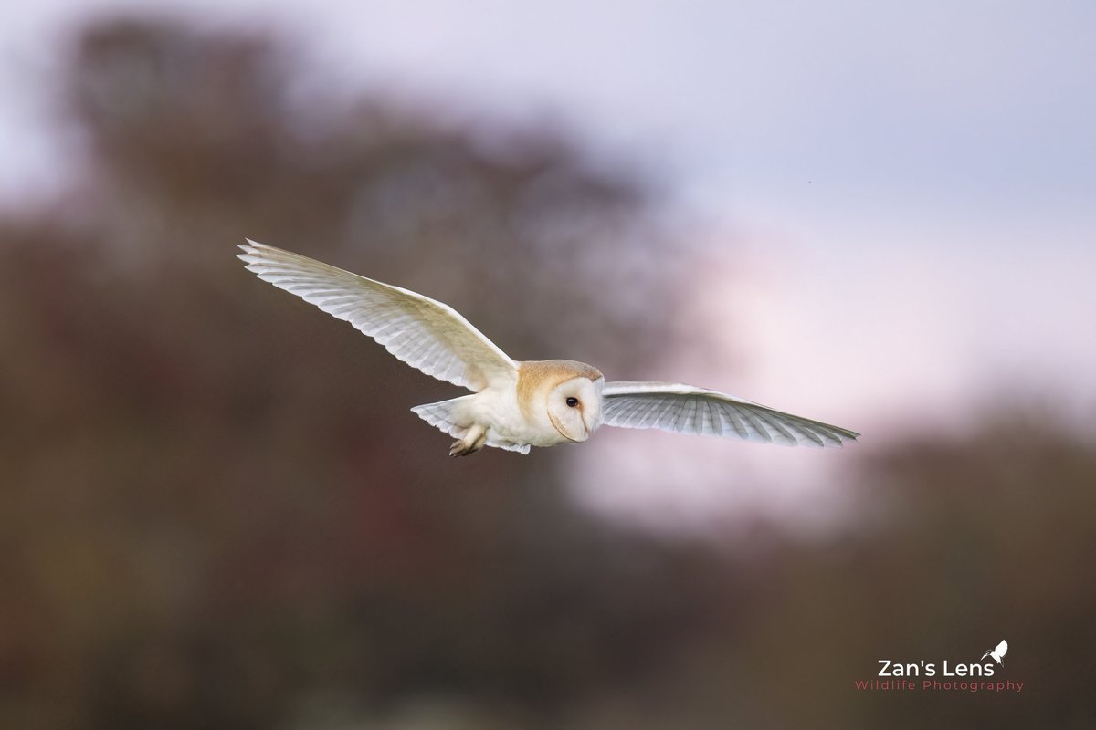 My first barn owl in daylight. What a beautiful bird this is! #BBCWildlifePOTD @CanonUKandIE