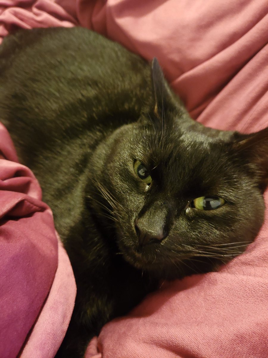 Anarchy_Fox's tweet photo. She is SO comfy right now @Fae_Duchess https://t.co/PLmXumyoQR