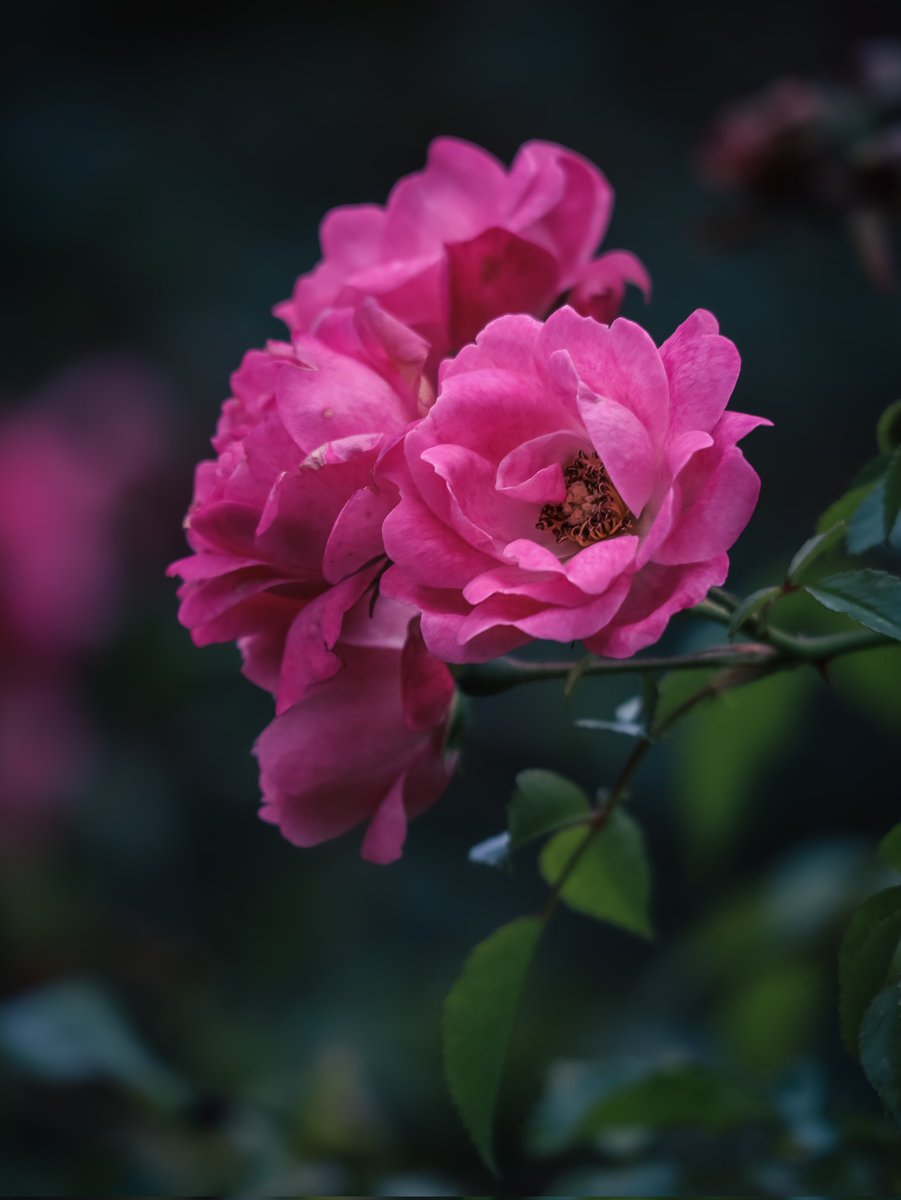 🌹

#flowers #roses #plants #pink #nature #NaturePhotography #NatureBeauty #naturelovers #macro #macrophotography #gloucester #photography #flowerphotography #smallworldlovers #moody