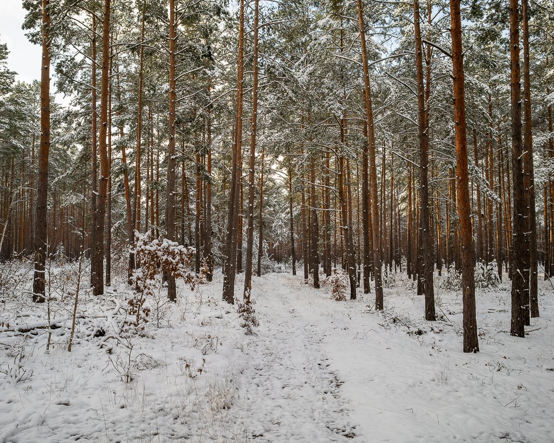 glenpearsonIMOM's tweet photo. Early morning Sunday walk in Brandenburg. https://t.co/K2bwJBnwAL
