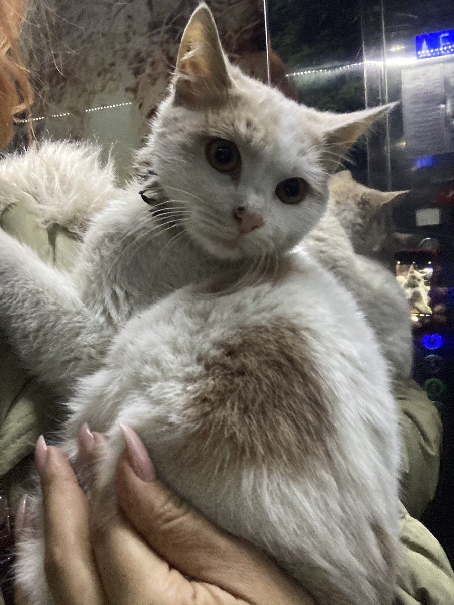 arkadaşlar bu kedi sokakta hiç olmuyor ya. çoluk çocuk kucaktan kucağa fırlatıyor perişan etmişler hayvanı. buna rağmen gur gur gurladı kucağıma alınca. 
korkudan yemek de yiyemiyor. 
bikaç gün evde bakılsa cins kediler kadar güzel olacak. 
istanbulda yuva bulabilecek miyiz 5-6