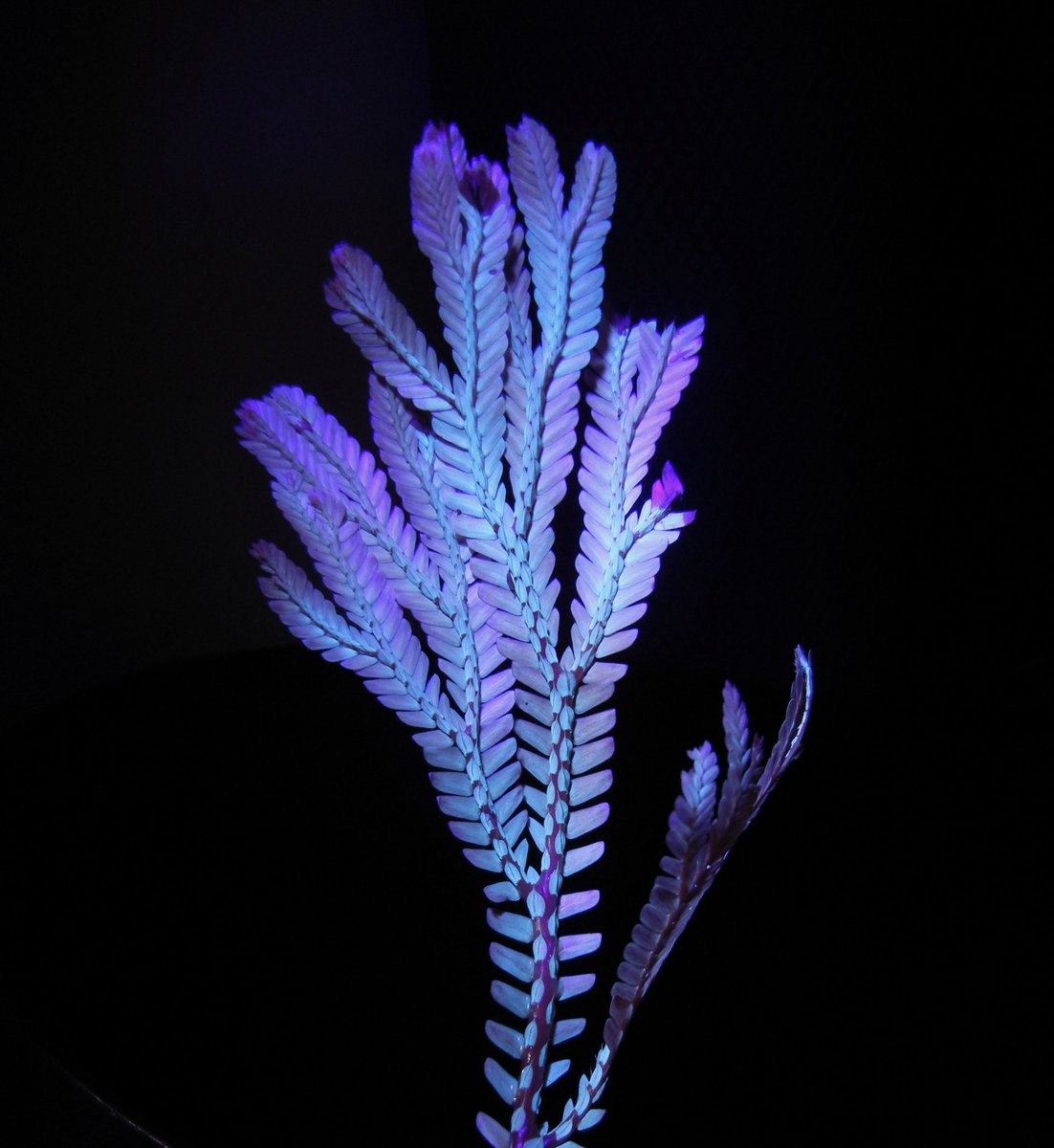 Jeff Benca tweet media