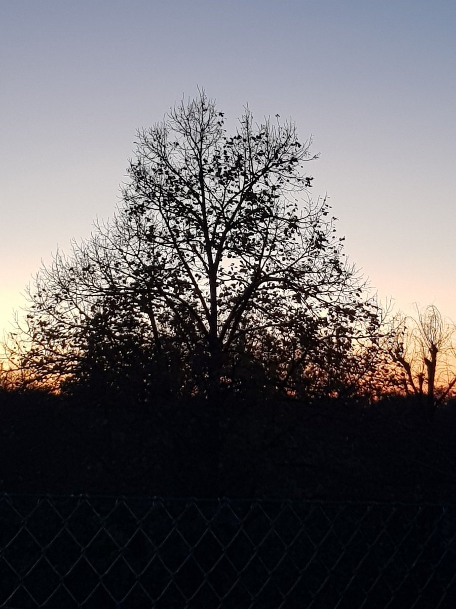 Che esseri meravigliosi, gli alberi.
