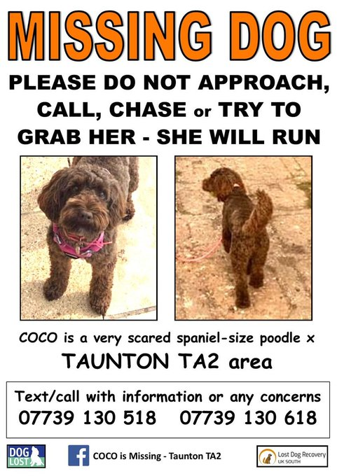 millypod1's tweet photo. COCO HOME SAFE. THANKS FOR RT's 😊🐕🐾
🆘23 NOV 2023 #Lost COCO #ScanMeBrown Cockerpoo Female Escaped from home
#Bathpool and initially sighted in areas nr #Obridge #Toneway & #Priorswood #Taunton #TA2
PLEASE DO NOT CHASE https://t.co/pCAl29uPYG
https://t.co/kevCWnRBBr https://t.co/cE2LR2h73C