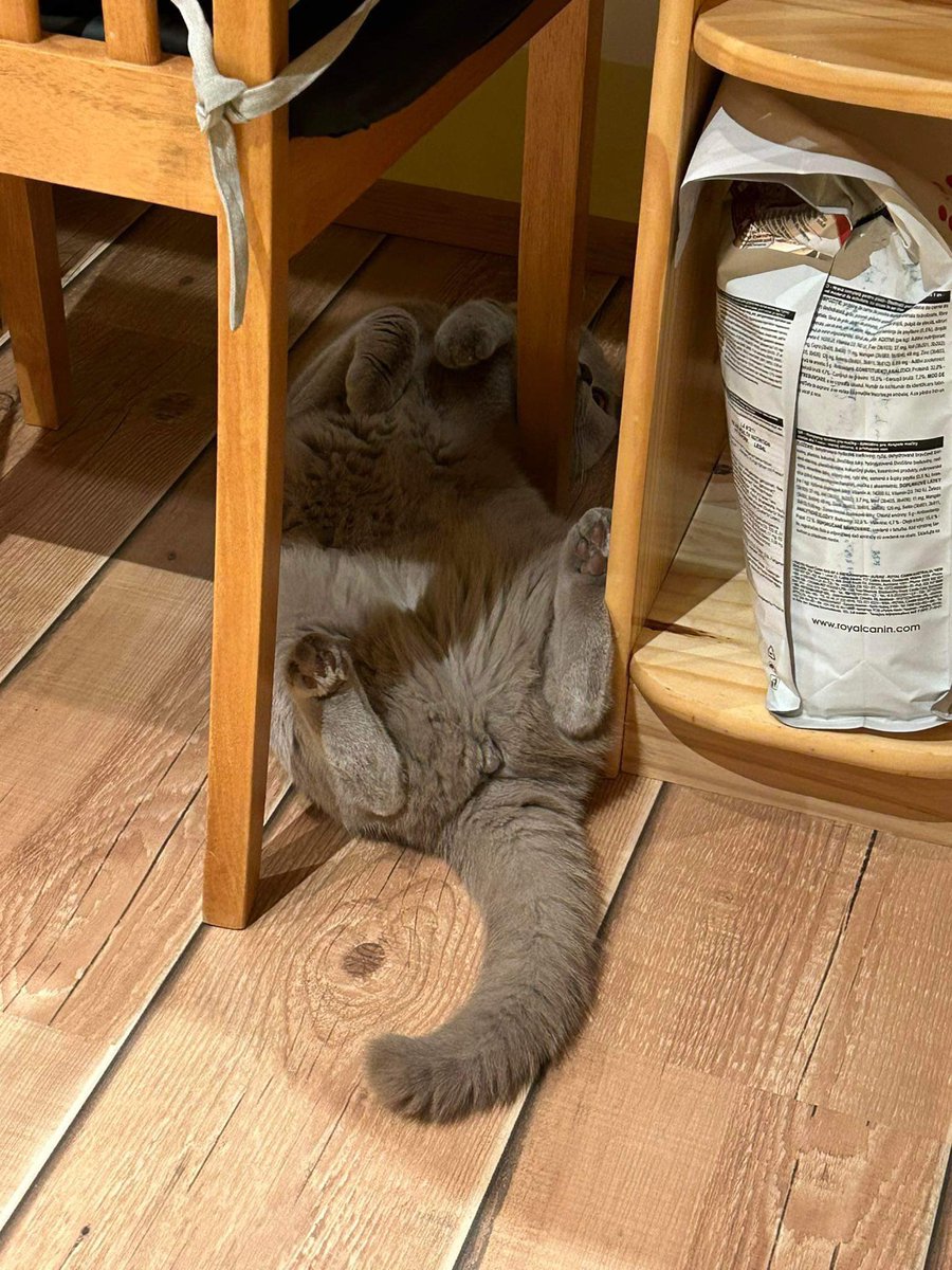 Kass. Pole tänuväärt.