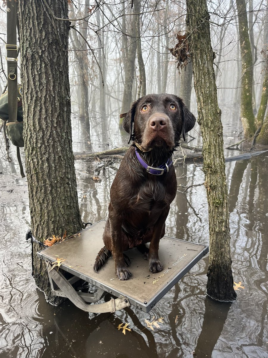PtakSteve12's tweet photo. Moxie the duck dog. First timber hunt. @Abbott_Labrador https://t.co/aizsKxLMKW