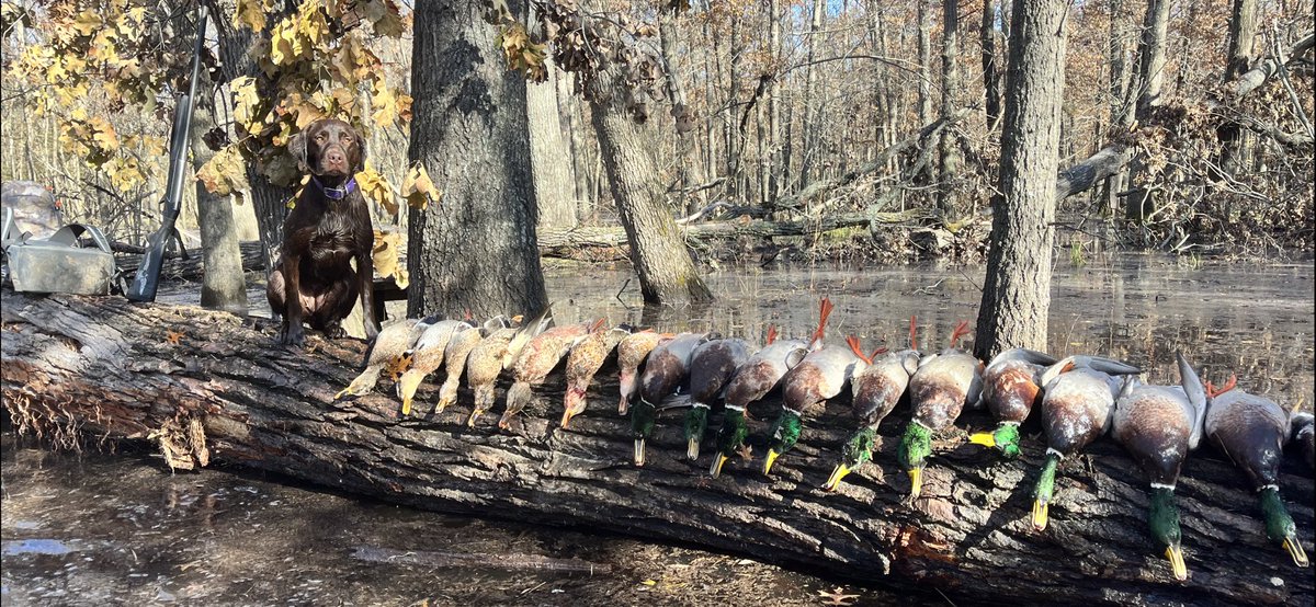 PtakSteve12's tweet photo. Moxie the duck dog. First timber hunt. @Abbott_Labrador https://t.co/aizsKxLMKW