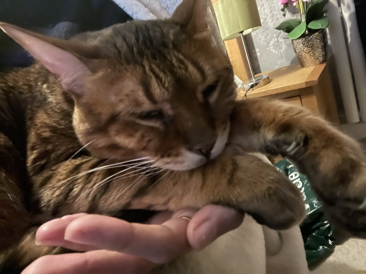 Poor lad's worn out after trashing the Christmas tree. Going to be a long few weeks .... for us both 😂