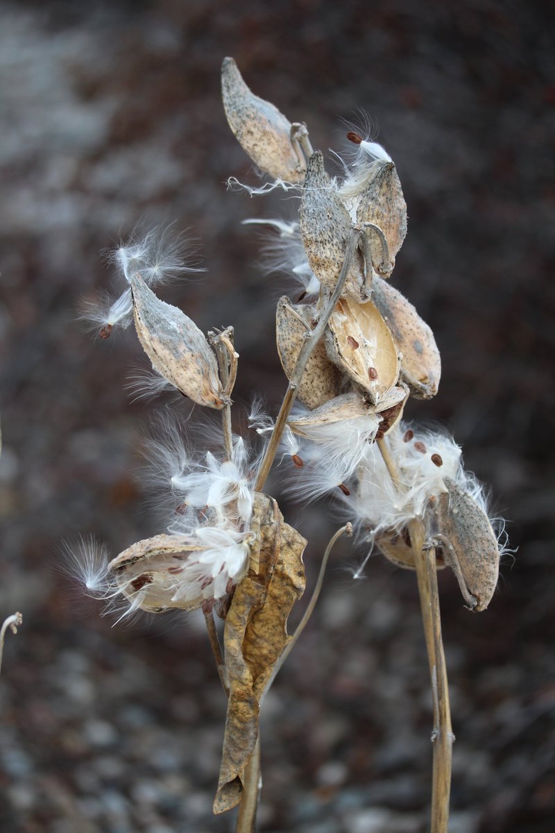 Milkweed drama . . . #pentictonbc