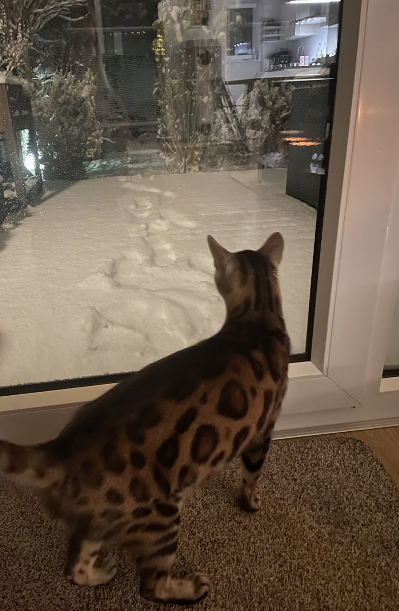 Was ist da draußen los? 😼❄️