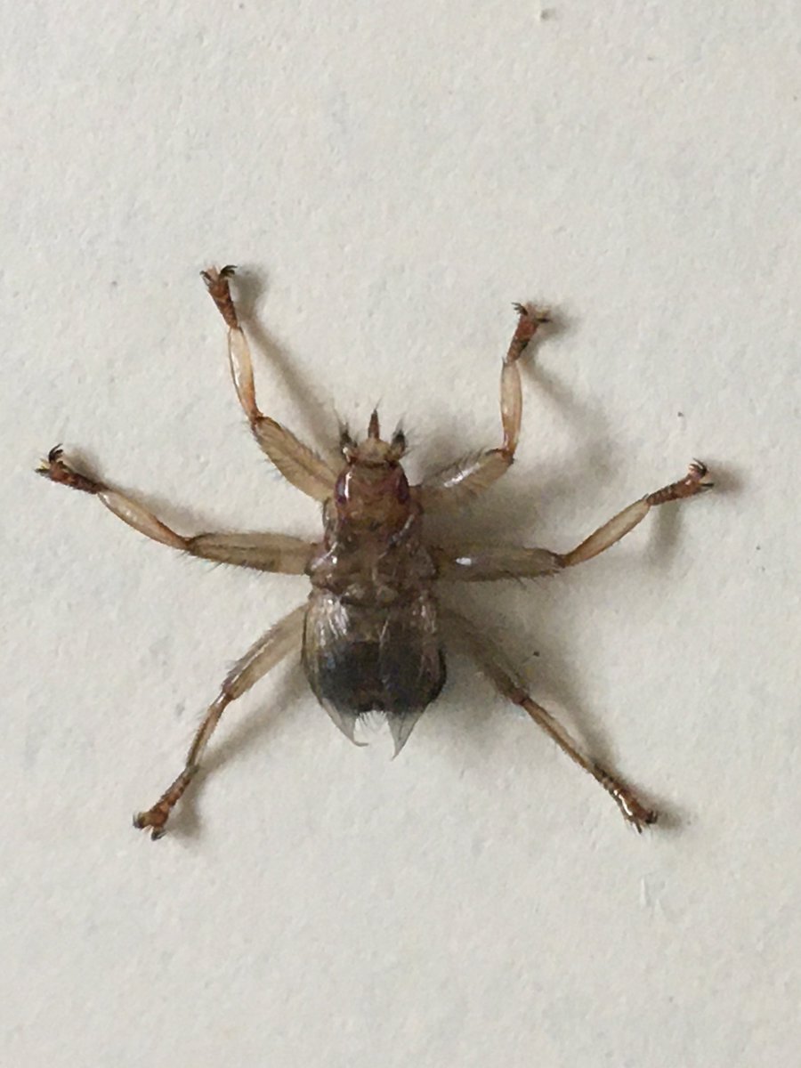 SomEcoWorrier's tweet photo. BTO Bird ringers, if you have been collecting flat flies for the Mapping the UK's Flat Flies Project, please can you send them to me in the next few weeks.
I'm hoping to complete the IDs over Xmas and to analyse the data in early January and it would be a pity to miss any.
@_bto https://t.co/xv6PGwhrcQ