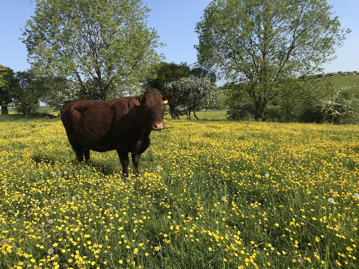 And I’m currently working on getting my Harry’s Farm video response to Friday’s Channel Four ‘The Big British Beef Battle’ documentary out later tonight too. 
More news soon..