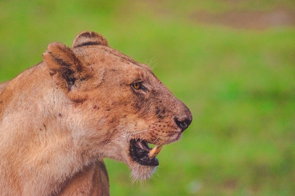 Gorgeous from Enkoyonai pridr | Olare Motorogi | Kenya
.
.
#mothernature #lioness #discoverafrica #lion #animal #earthbound #africanparksnetwork #bigcats #masaiamara #endangered #bownaankamal #bbcwildlife #bigcat #jawsafrica #habitat #jawswildlife #iamnikon #lionsofmara