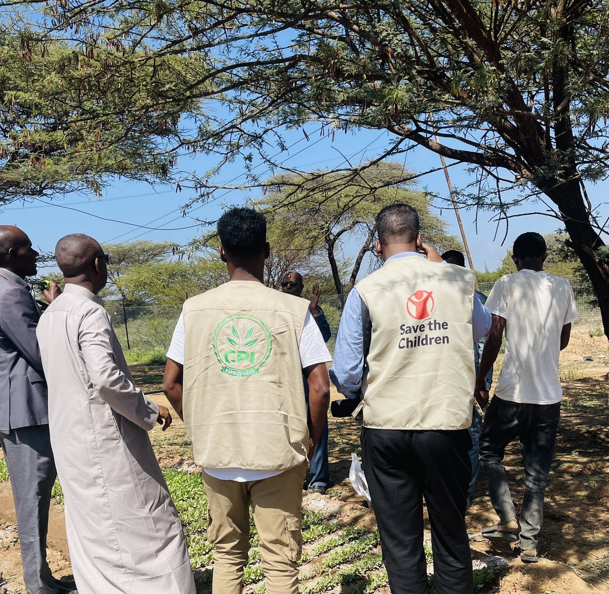 IbrahimBaaGeY's tweet photo. @CpiCrop (CPI Agribusines) has established a three of  (9x40m2) in Amoud University ,Borama in collaboration with @save_children 
under Food security and livelihood reselience project in Awdal and Gebiley regions, Somaliland. https://t.co/LCbty3hmjM