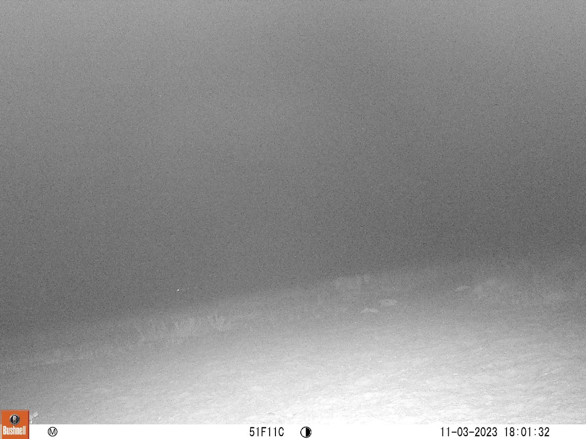 pchrysafis's tweet photo. Here's something I didn't think I would catch on camera at the Carrizo Plains. It seems to be a cougar and while they are in the neighboring hills, I assumed the plains would be too open for them to use. This fella disagrees. Another first for this location for #SnapshotUSA https://t.co/7kZfQm5hXz