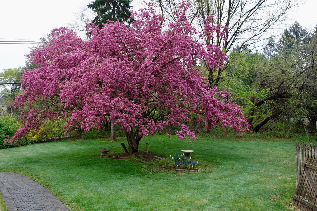 BarbaraRybolt's tweet photo. @Sam_Alexandra23 #4SeasonsOfTrees #trees #seasons photography #nature #CrabAppleTree #ThisIsNewJersey. #Spring #WINTER #Autumn #summer https://t.co/hqVuOg7v8u