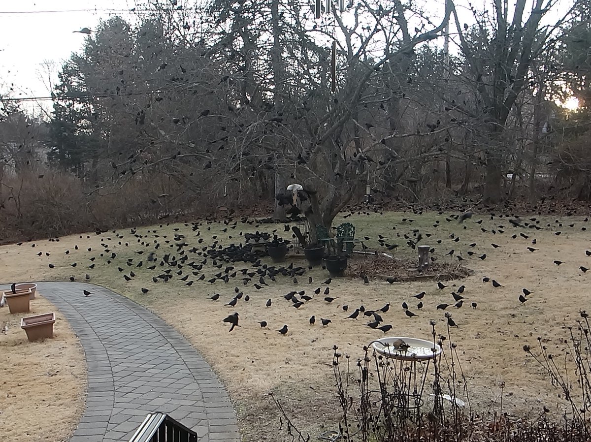 BarbaraRybolt's tweet photo. @Sam_Alexandra23 #4SeasonsOfTrees #trees #seasons photography #nature #CrabAppleTree #ThisIsNewJersey. #Spring #WINTER #Autumn #summer https://t.co/hqVuOg7v8u