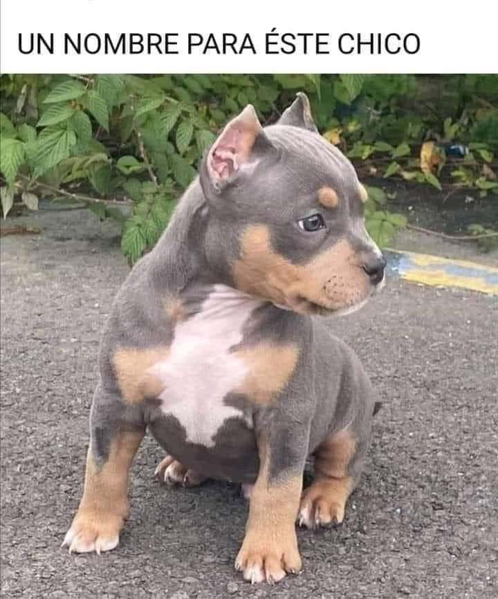 Corsario negro tweet media