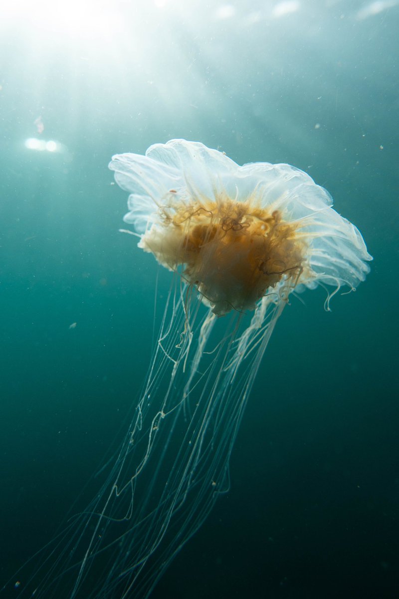 A juvenile blue jellyfish in the shallows off the coast of Cornwall over the summer! Share your underwater pics! #animal #jellyfish #underwater #marinelife #sonyuk #photography