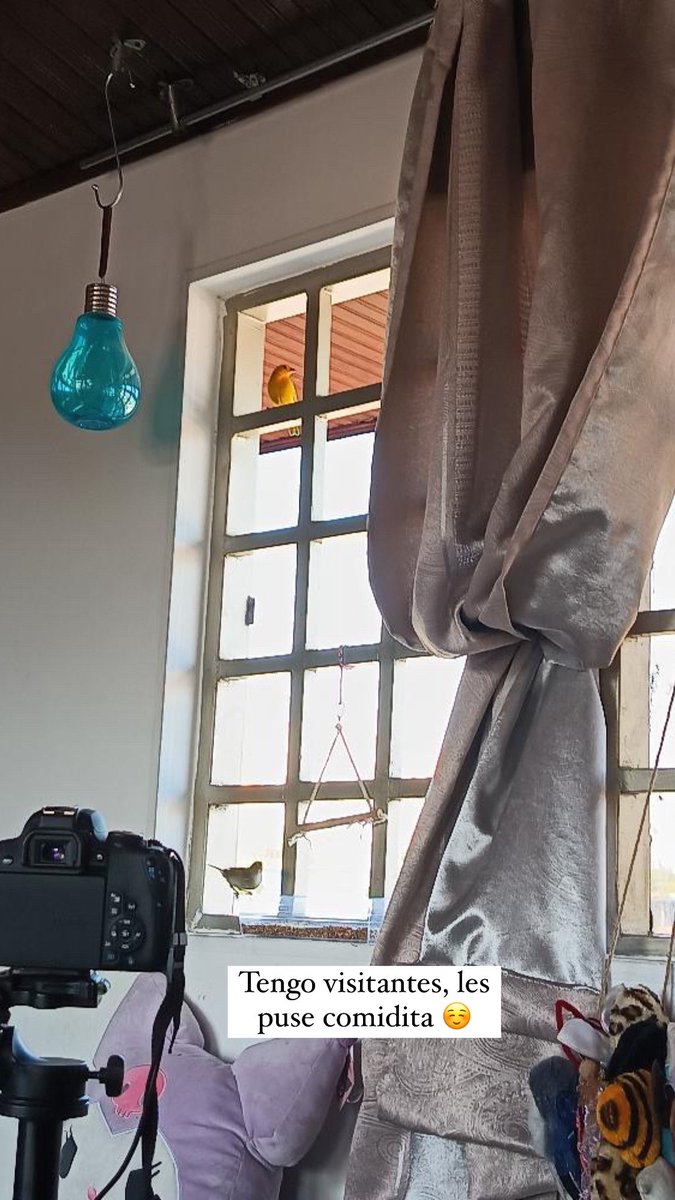 Les presento mis visitantes 🦜 son unos pajaritos muy bonitos ☺️ que mis gatas no los vean 🥺 ya no dejare entrar a Los Michis a la oficina pa que no les hagan nada😻