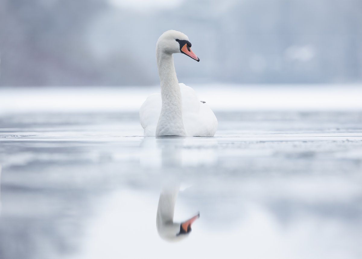 PunkWildlife's tweet photo. Snowy scenes. Where else but Hogganfield Loch. @SevenLochs 

#TwitterNatureCommunity @BBCSpringwatch https://t.co/YpZ0NbpcTZ
