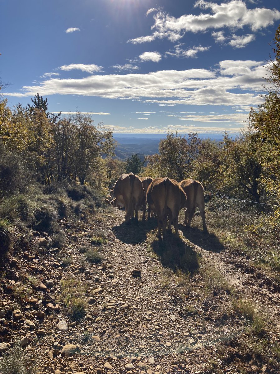 dperezpeman's tweet photo. Se acabaron los días en la sierra…volveremos en primavera…🐂💨 https://t.co/XwrJxG6HNL