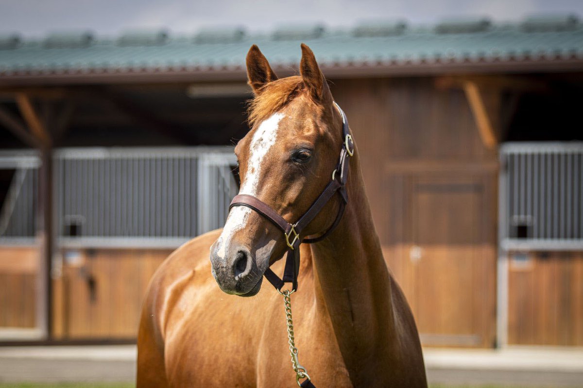 AuctavSales's tweet photo. Adjugée 21000€ à Hugo Raynal lors de l’AUCTAV Arabian Summer Sale, AL CHYHANAH a ajouté une victoire à son palmarès avec son fils HM ALCHANINE qui s’est imposé cet après-midi à Abu Dhabi. Bravo à tout l’entourage ! https://t.co/RTo8plCnoz