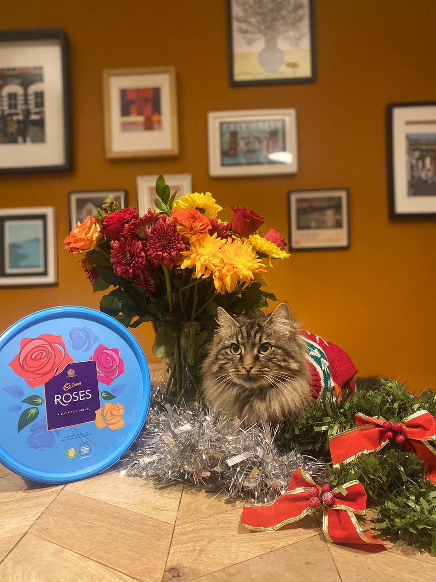 itsavinelife's tweet photo. @CadburyUK Sharon the cat can't wait for us to open the Christmas  chocolates!! # chocolates #Cadbury #Christmas #Christmas2023 #catsatchristmas https://t.co/buaFidDuke