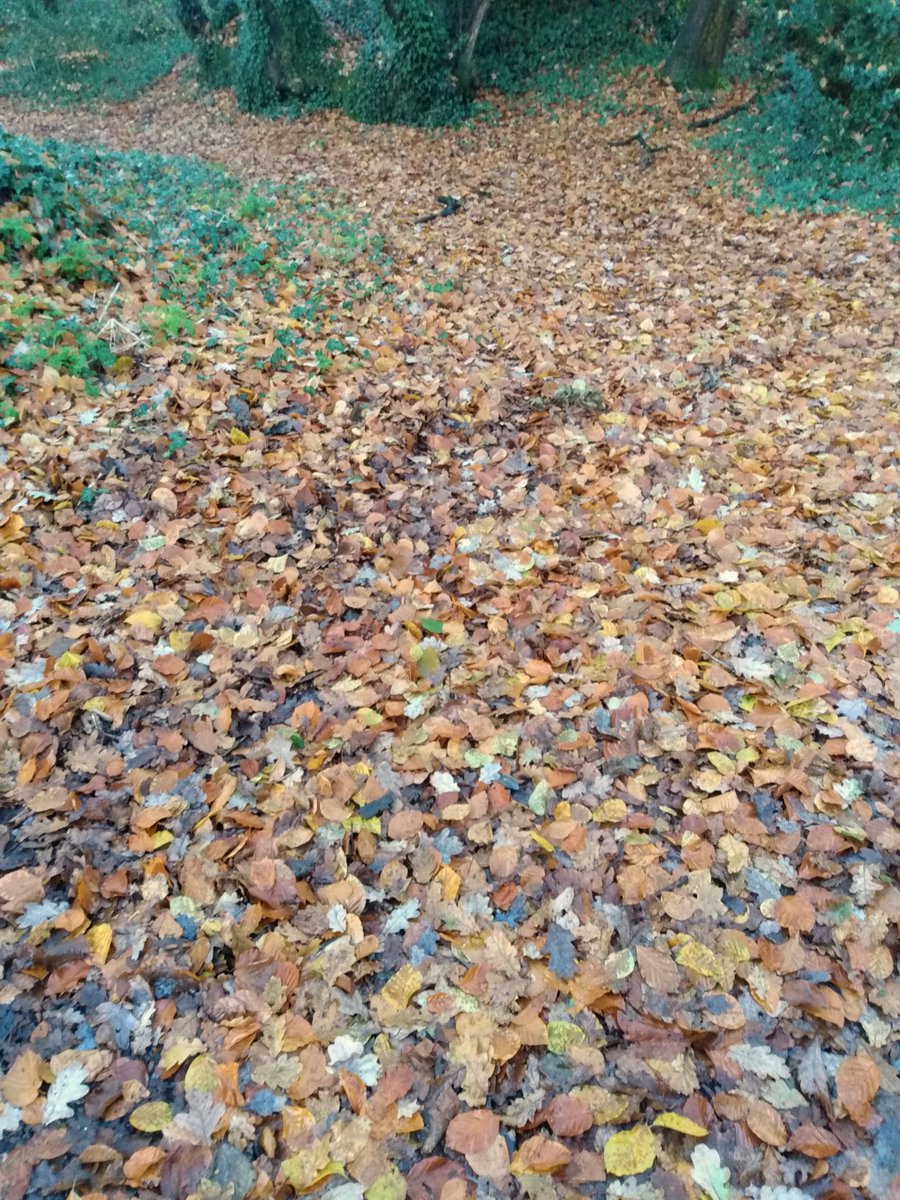 There are leaves covering every patch of bare earth along this gentle walk in Tiverton, Devon. They are mainly oak and beech leaves, from the king and queen of British trees.