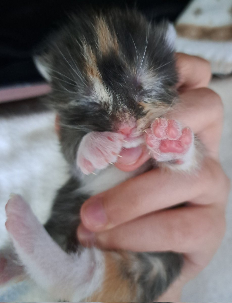 🖤✨️Cat Fact Advent Calendar✨️🖤

Day 3: Kitten weigh between 80g and 110g directly after being born.
Its normal for them to gain around 10g to 20g per day in the first few weeks.