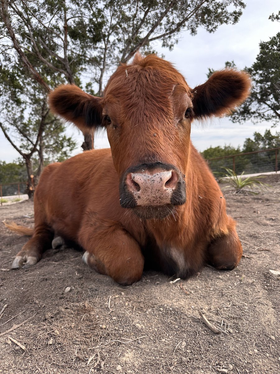 AlveusSanctuary's tweet photo. Winnie hopes you had a good weekend :) https://t.co/0pk149Wo6I