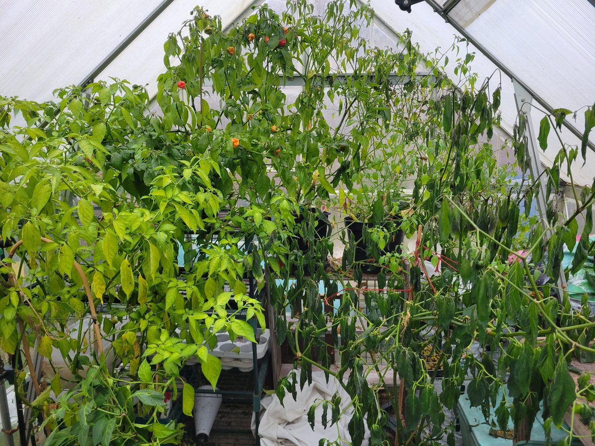 Chilli Chirps tweet media