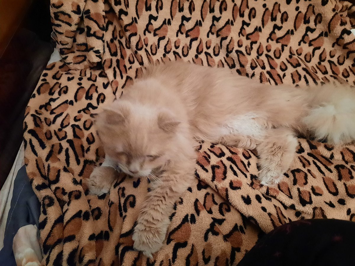 computer_whore's tweet image. Мій малюк. Тебе вже немає з нами пів року
Хочу просто подякувати тобі за щасливі 8 років життя з тобою. 
Ти з'явився у нас в сім'ї коли був найбільш потрібний. Ти врятував мене, я почала дихати і жити з тобою
Сподіваюсь там, на хмаринці Сергій добре про тебе піклується.
Люблю