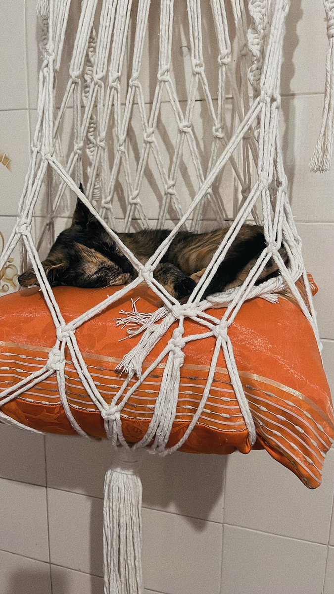 studymitza's tweet image. atenção mia sogra fez uma caminha p leona dormir olha isto. muito bom ser a primeira neta 😭🧡