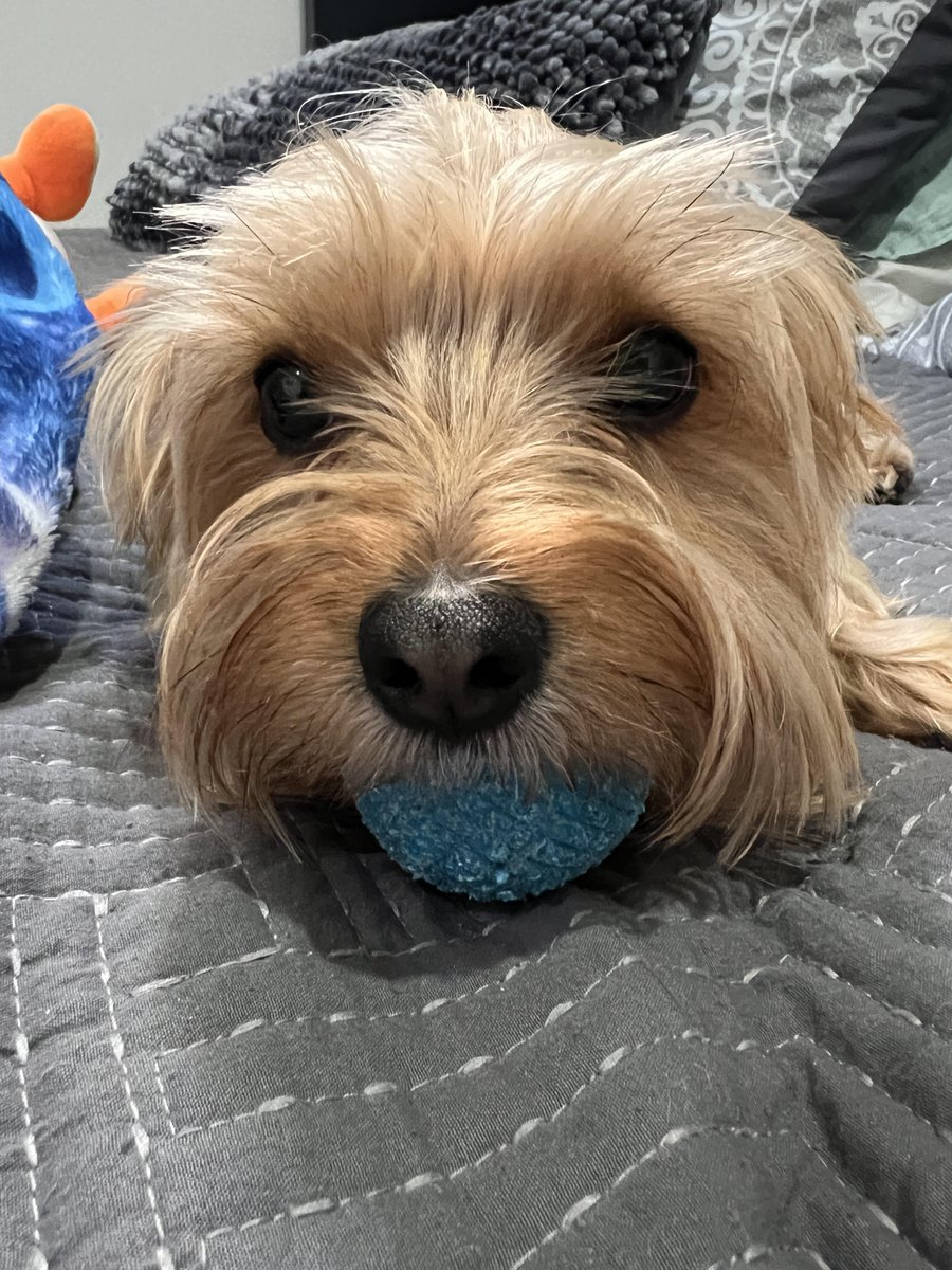 RockyDaNerd's tweet photo. Live in 15 minutes! Reacting to Viewer sent videos! (Like usual!) Come hangout if you want! <3 (Leo loves to guard the ball LOL)
https://t.co/ANyDuLOiIc
#twitchstreamer #twitch #livestream #livestreaming #react #sendvideos #reacting https://t.co/eFhjMSZIh9