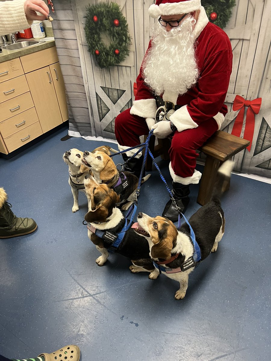 Surprised Lilly, Spot, Winston and Gooch. The visit to the vet was to see Santa Paws. #beagle #beaglefacts #beaglesoftwitter
