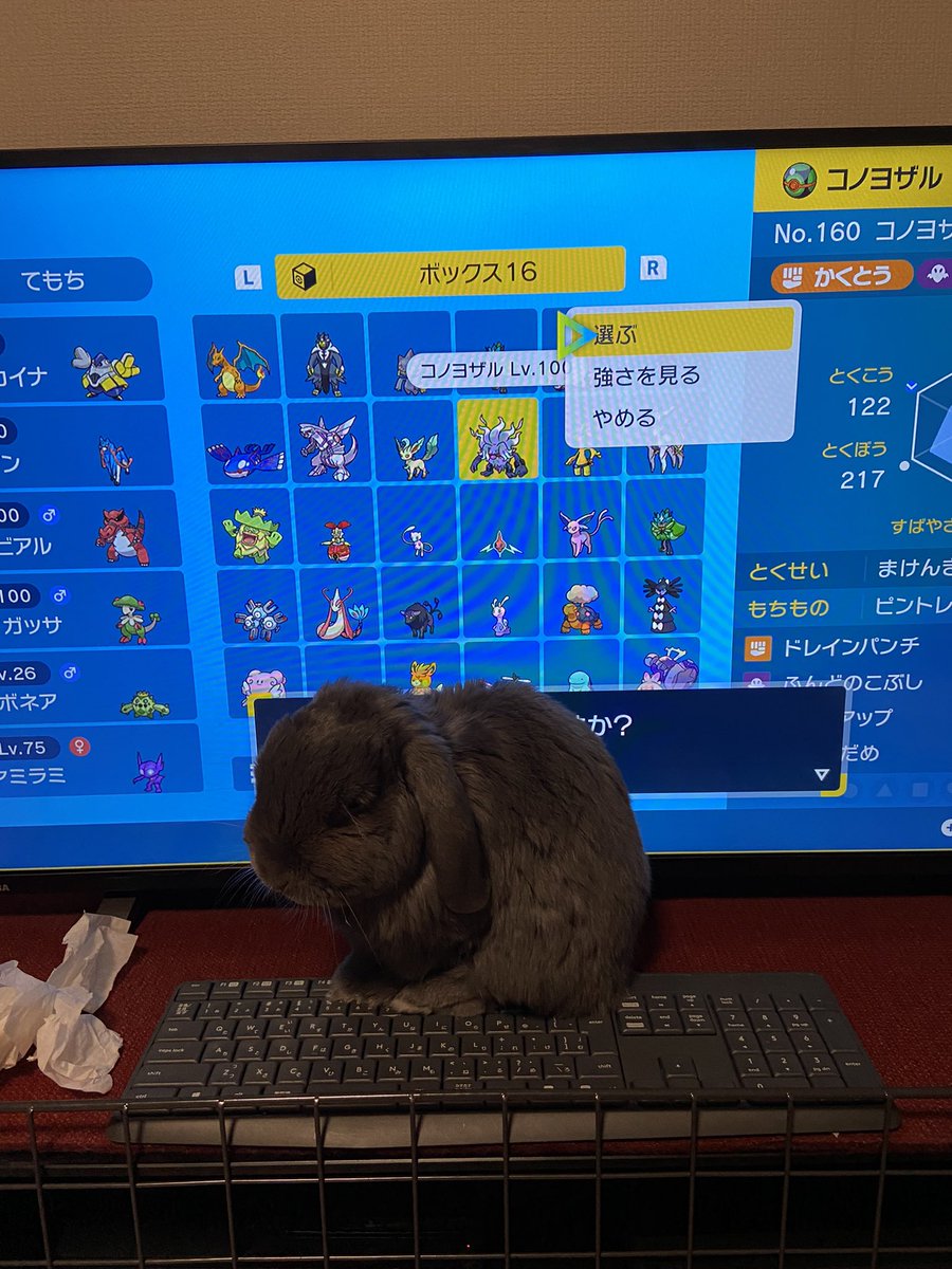 RMNkunn's tweet photo. お久しぶりの投稿です。
おじーちゃんになったけど、元気にしてます🐰 最近はテレビの前が定位置です(´▽`;) ﾊﾊ https://t.co/ByZQ3CHm6n