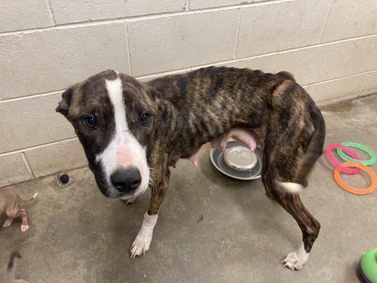 RSPCA SouthAustralia tweet media