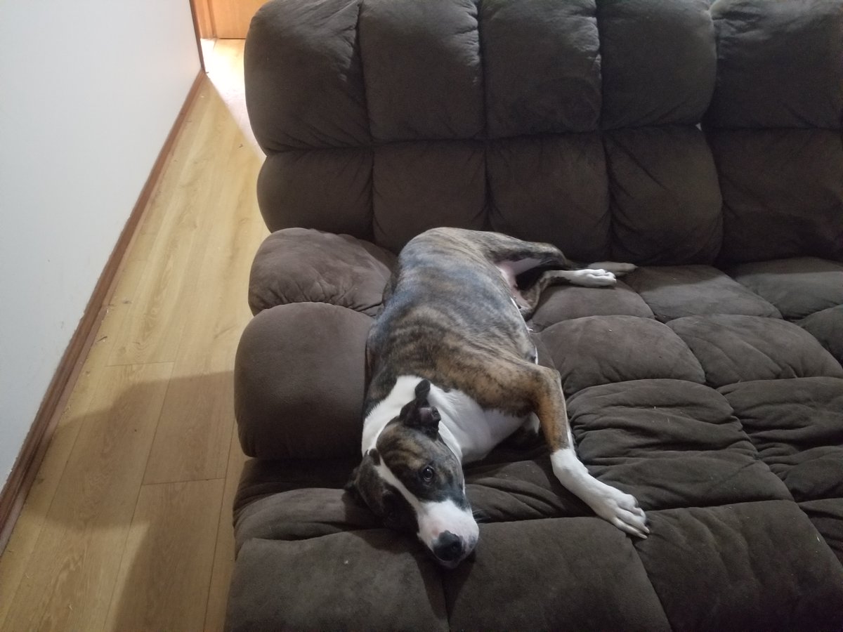 RSPCA SouthAustralia tweet media