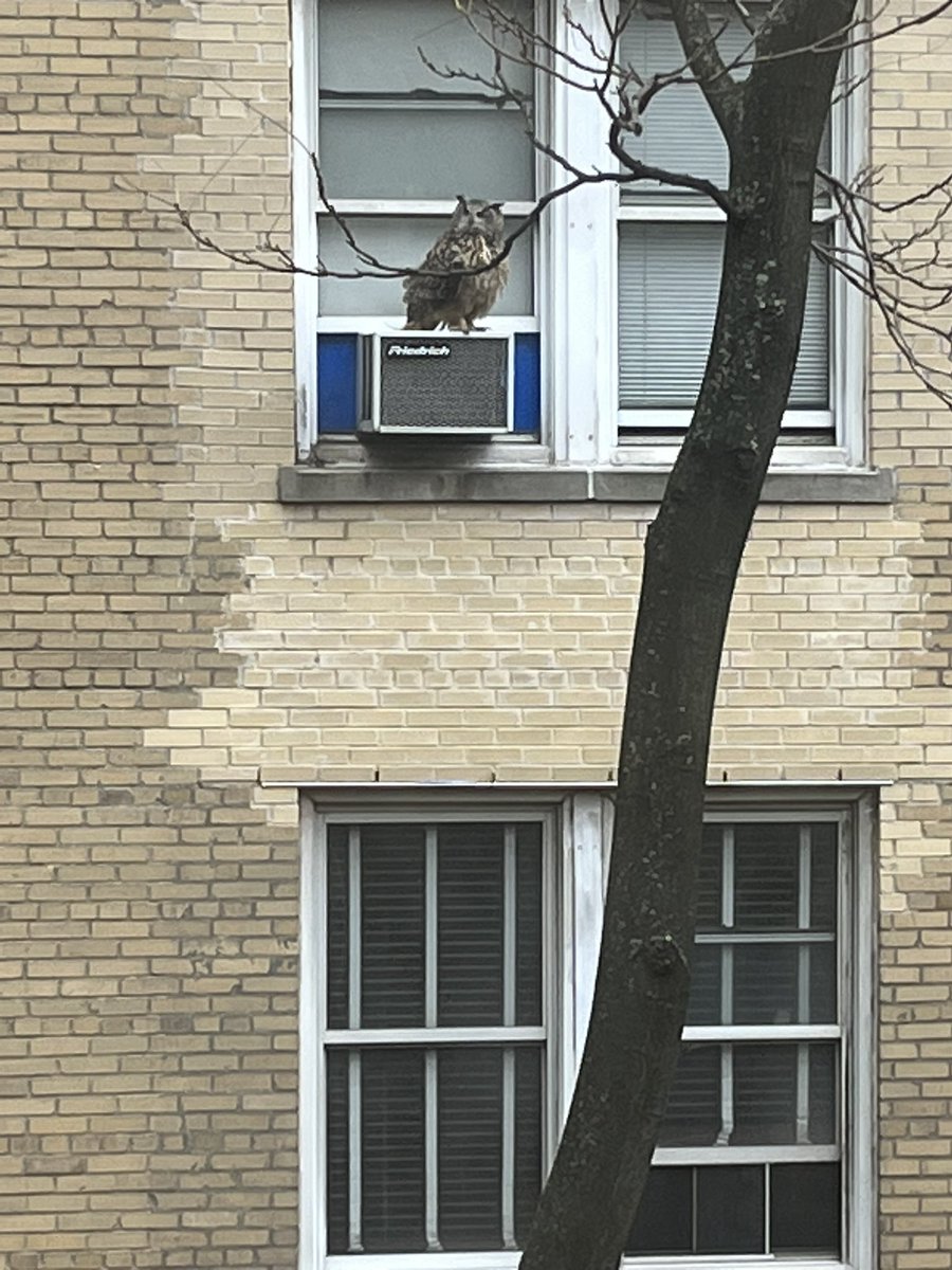 MJSweeney4's tweet photo. @BirdCentralPark Spotted Mr. Flaco on 82nd this weekend! https://t.co/JYM3gPUwg4
