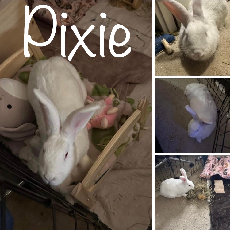 Pixie
Female 
New Zealand
6 months
Spayed
Vaccinated for RHDV2 

Please read more below.
