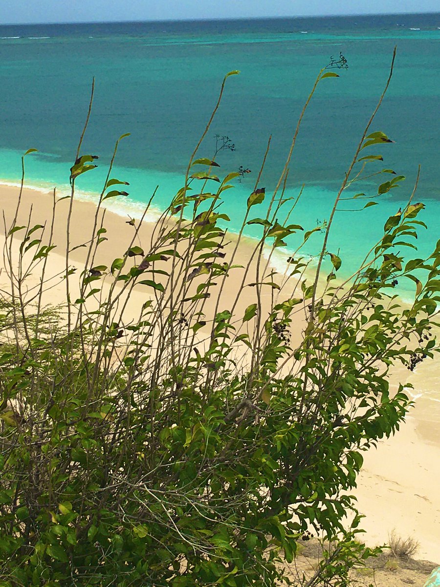 ARUBAMOVING's tweet photo. This is how it feels to move to Aruba 
From morning light to the evening song,
In Aruba's heart, I now belong.
A move, a chance, a tropical part,
Forever entwined, in this island's heart.

#movingtoaruba #internationalmovers #customsclearance https://t.co/ovTkMuz6sX