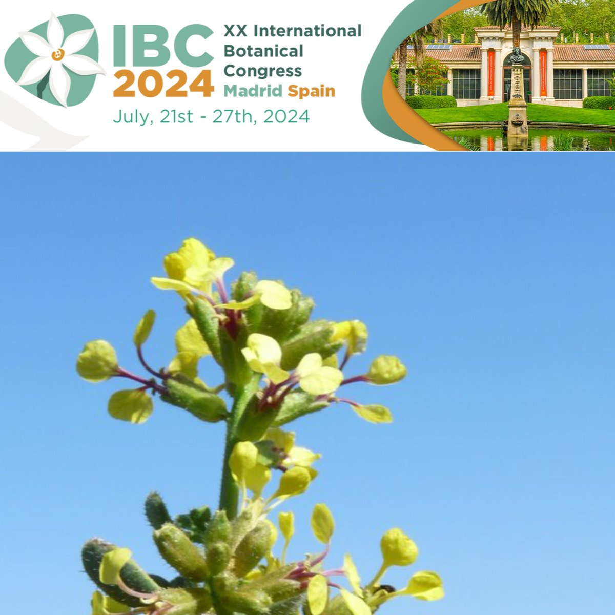 IBC-2024
International Botanical Congress 
July 21-27, 2024, Madrid Spain

Call of Abstract extended until December 8th!!!
@ibc2024 
For more details & Registration 
ibcmadrid2024.com/index.php