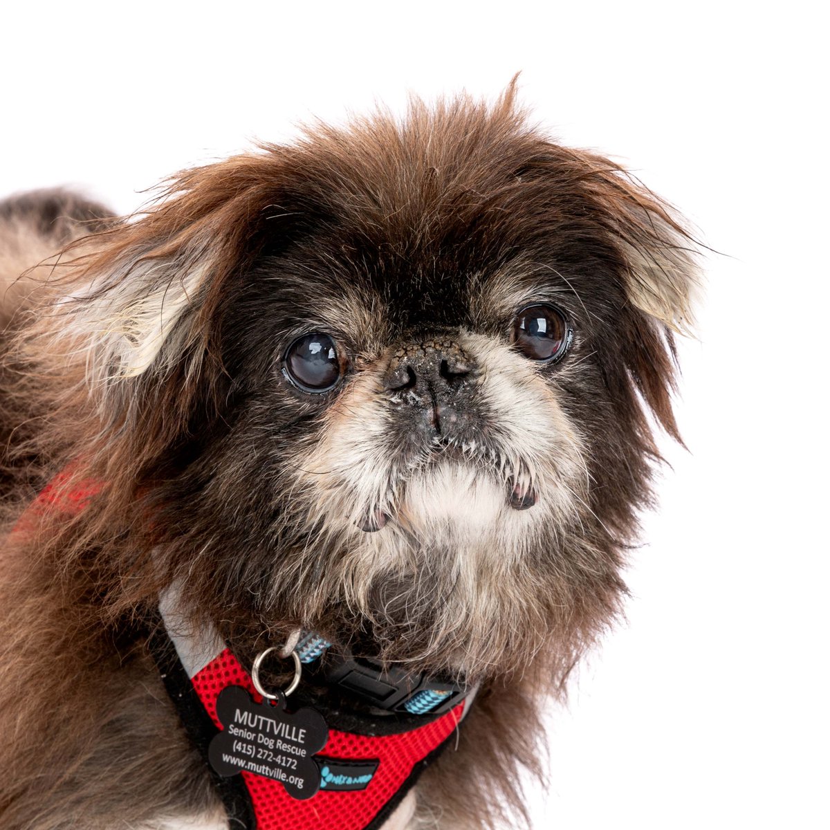 Muttville's tweet photo. Rollo The Radiant, formerly Spasibo, is loving his new mom Sira, and experiencing a remarkable rejuvenation after an awesome groom! #SeniorDogs #LookingGood #ReverseAgeing  💖 https://t.co/9DagqR2hmO